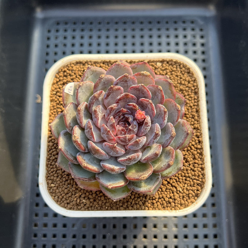 Echeveria 'Blue Enchantress' 3" Succulent Plant Cutting