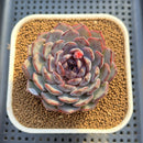 Echeveria 'Blue Enchantress' 3" Succulent Plant Cutting