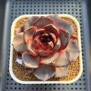 Echeveria 'Ink Abyss' 3" Succulent Plant Cutting