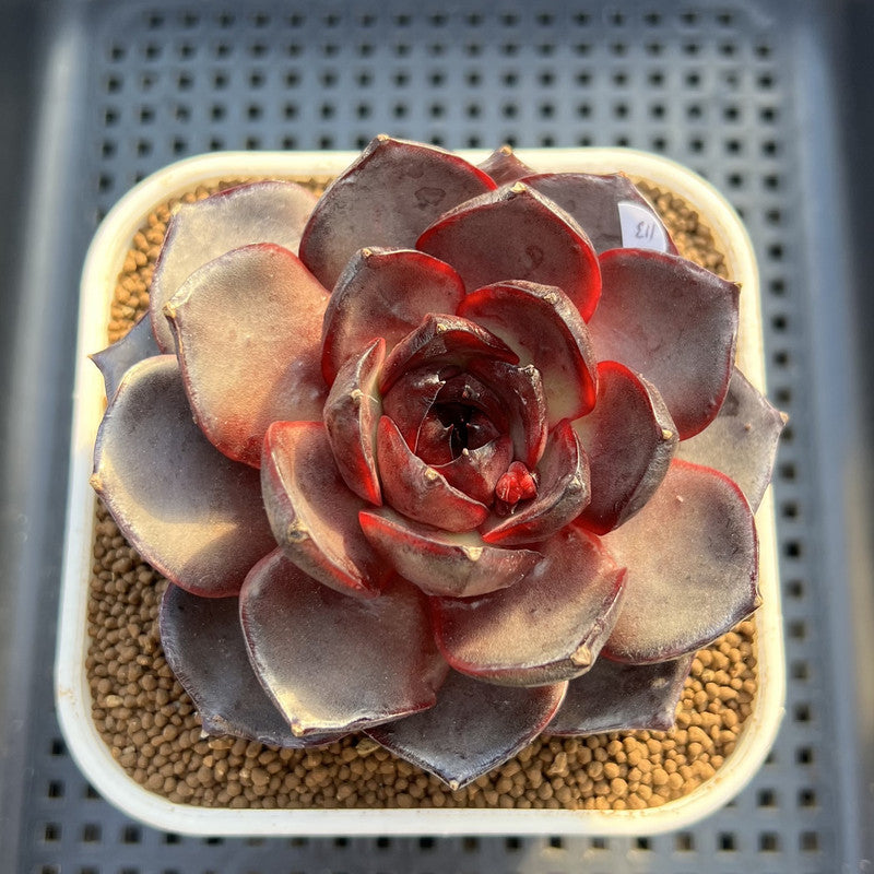 Echeveria 'Ink Abyss' 3" Succulent Plant Cutting