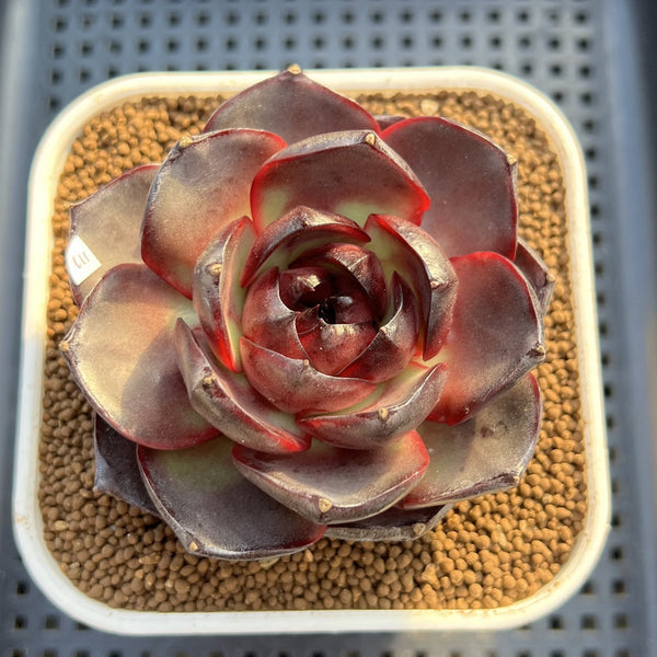 Echeveria 'Ink Abyss' 3" Succulent Plant Cutting