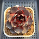 Echeveria 'Ink Abyss' 3" Succulent Plant Cutting