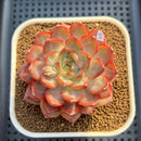 Echeveria 'Dai Yu' 3" Succulent Plant Cutting