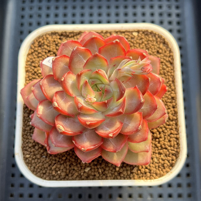 Echeveria 'Dai Yu' 3" Succulent Plant Cutting