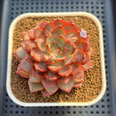 Echeveria 'Dai Yu' 3" Succulent Plant Cutting
