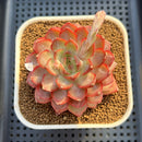 Echeveria 'Dai Yu' 3" Succulent Plant Cutting
