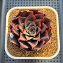 Echeveria 'Mysterious Night' 3" Succulent Plant Cutting