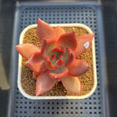 Echeveria Agavoides 'Bloody Queen' 3" Succulent Plant Cutting
