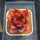 Echeveria Agavoides 'Bloody Queen' 3" Succulent Plant Cutting