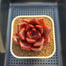 Echeveria Agavoides 'Bloody Queen' 3" Succulent Plant Cutting