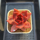 Echeveria Agavoides 'Bloody Queen' 3" Succulent Plant Cutting