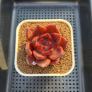 Echeveria Agavoides 'Bloody Queen' 3" Succulent Plant Cutting