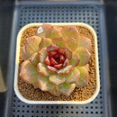 Echeveria 'Odette' Selected-Clone 3" Succulent Plant Cutting