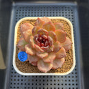 Echeveria 'Odette' Selected-Clone 3" Succulent Plant Cutting