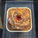 Echeveria 'Odette' Selected-Clone 3" Succulent Plant Cutting