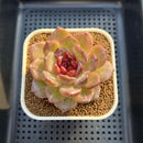 Echeveria 'Odette' Selected-Clone 3" Succulent Plant Cutting