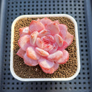 Echeveria 'Orange Monroe' Original Form 2" Succulent Plant Cutting