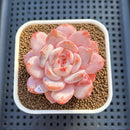 Echeveria 'Orange Monroe' Original Form 2" Succulent Plant Cutting