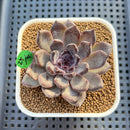 Echeveria 'Black Pearl' 2" Succulent Plant Cutting