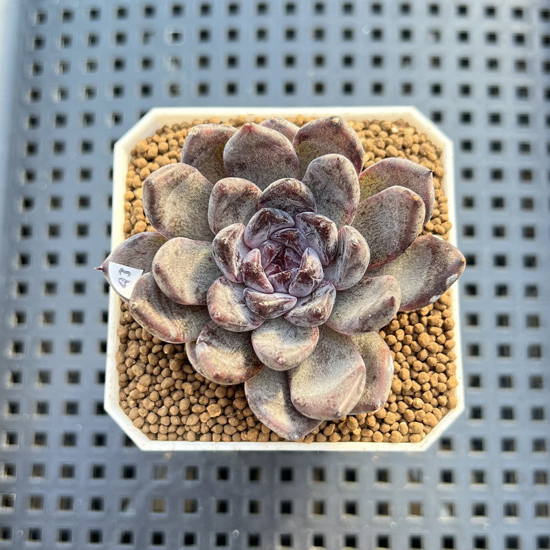 Echeveria 'Black Pearl' 2" Succulent Plant Cutting