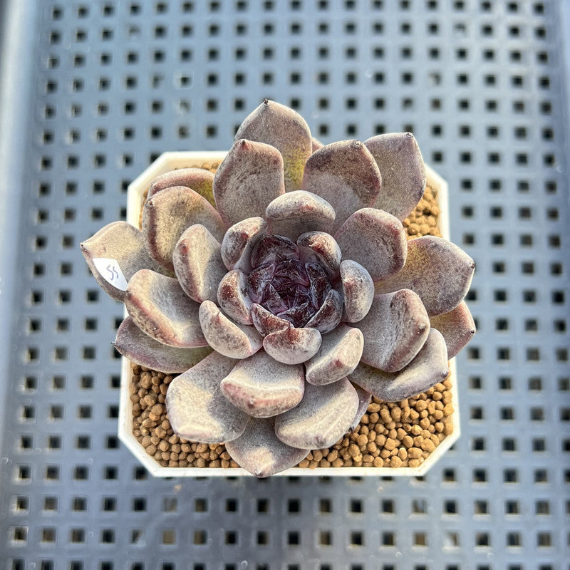 Echeveria 'Black Pearl' 2" Succulent Plant Cutting