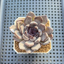 Echeveria 'Black Pearl' 2" Succulent Plant Cutting