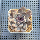 Echeveria 'Black Pearl' 2" Succulent Plant Cutting