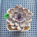 Echeveria 'Black Pearl' 2" Succulent Plant Cutting
