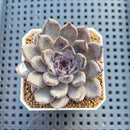 Echeveria 'Black Pearl' 2" Succulent Plant Cutting