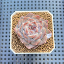 Echeveria 'Herace' 1"-2" Succulent Plant Cutting