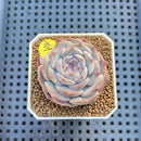 Echeveria 'Herace' 1"-2" Succulent Plant Cutting