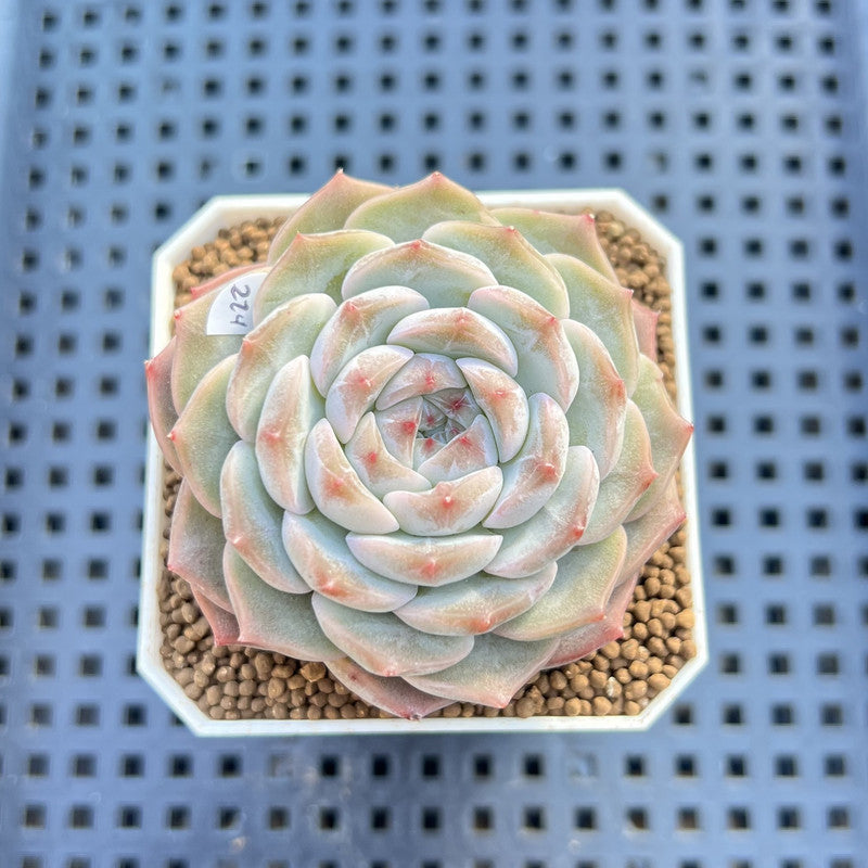 Echeveria 'Herace' 1"-2" Succulent Plant Cutting