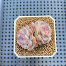 Echeveria 'Herace' 1"-2" Succulent Plant Cutting