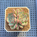 Echeveria 'Black Panda' 2" Succulent Plant Cutting