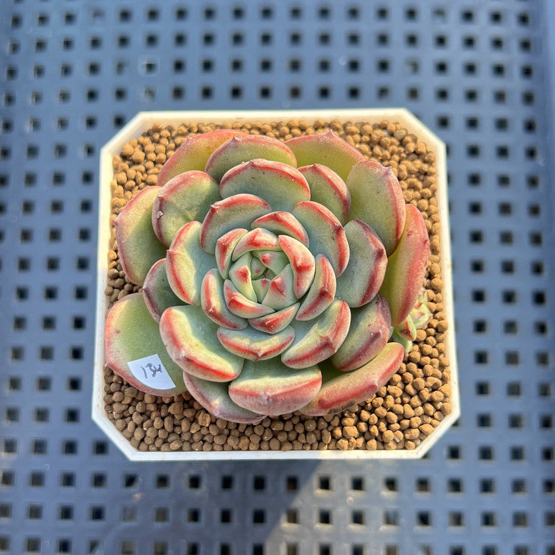Echeveria 'Black Panda' 2" Succulent Plant Cutting