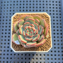 Echeveria 'Black Panda' 2" Succulent Plant Cutting