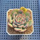 Echeveria 'Black Panda' 2" Succulent Plant Cutting