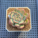 Echeveria 'Black Panda' 2" Succulent Plant Cutting