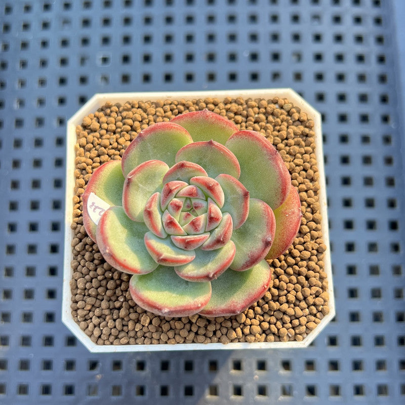 Echeveria 'Black Panda' 2" Succulent Plant Cutting
