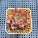 Echeveria Agavoides 'Asuka' 2" Succulent Plant Cutting