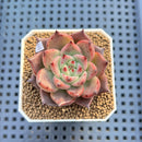 Echeveria Agavoides 'Asuka' 2" Succulent Plant Cutting
