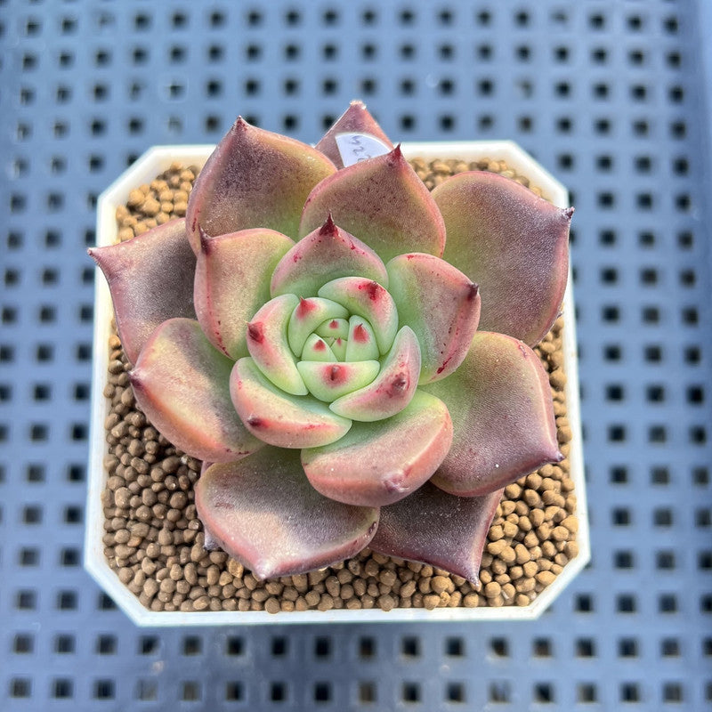 Echeveria Agavoides 'Asuka' 2" Succulent Plant Cutting