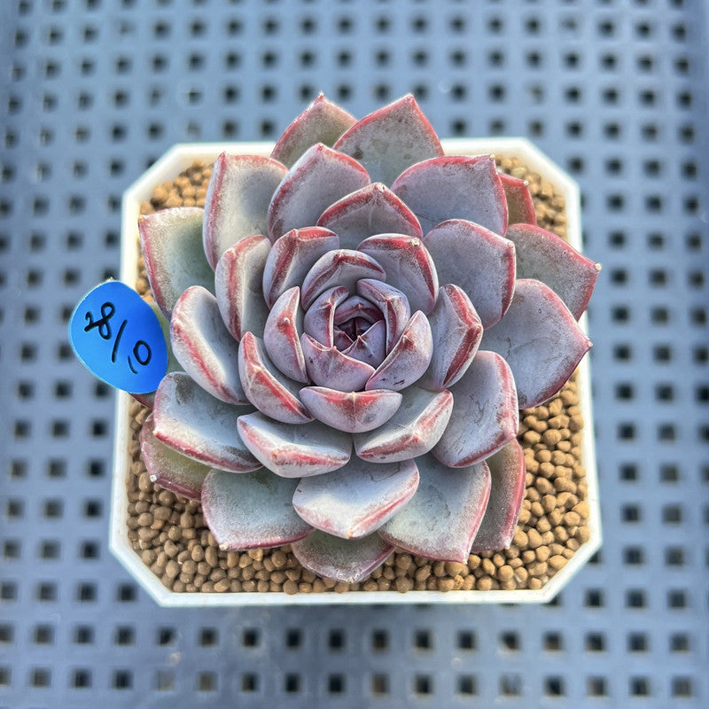 Echeveria 'Black Raccoon' 2" Succulent Plant Cutting