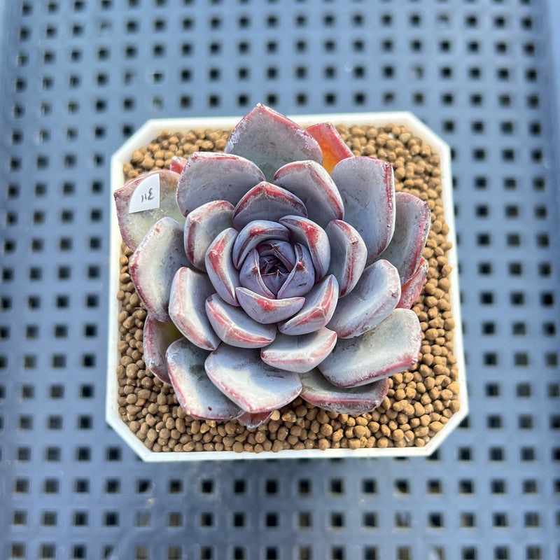 Echeveria 'Black Raccoon' 2" Succulent Plant Cutting