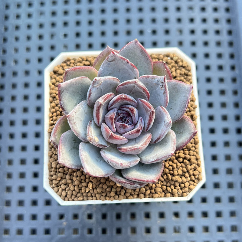 Echeveria 'Black Raccoon' 2" Succulent Plant Cutting