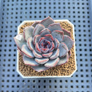 Echeveria 'Black Raccoon' 2" Succulent Plant Cutting