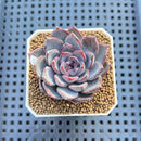 Echeveria 'Black Raccoon' 2" Succulent Plant Cutting