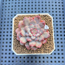 Echeveria 'New Boa' 1"-2" Succulent Plant Cutting