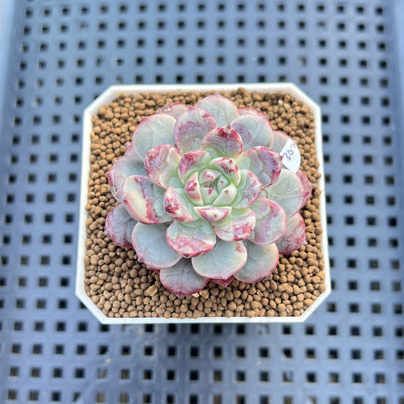 Echeveria 'New Boa' 1"-2" Succulent Plant Cutting