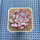 Echeveria 'New Boa' 1"-2" Succulent Plant Cutting